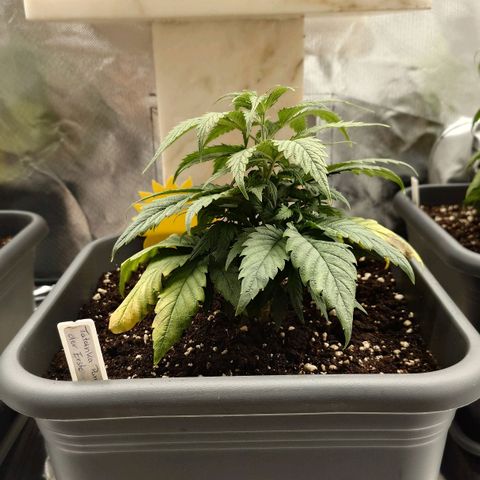 Tatanka Brothers growlog photo: Tatanka No.1