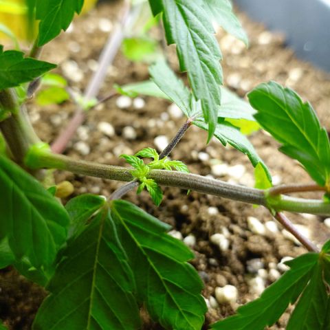 Northern Lights growlog timeline photo