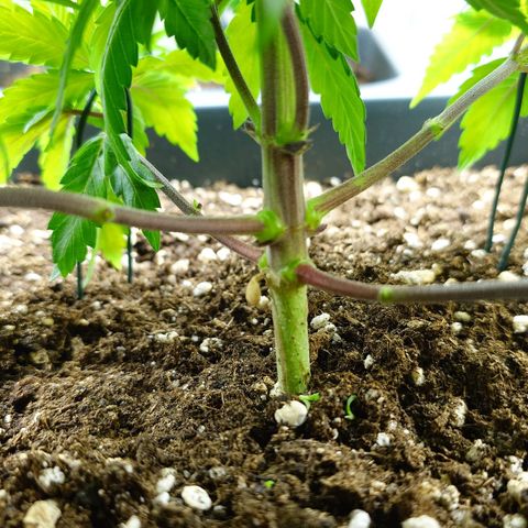 Northern Lights growlog timeline photo