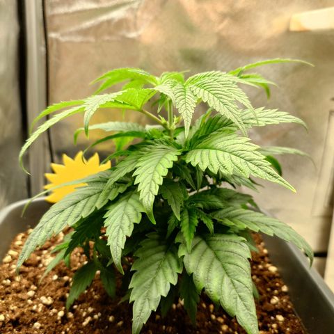 Tatanka Brothers growlog photo: Tatanka der Erste