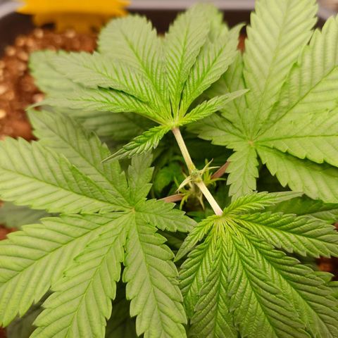 Tatanka Brothers growlog photo: Tatanka der Erste