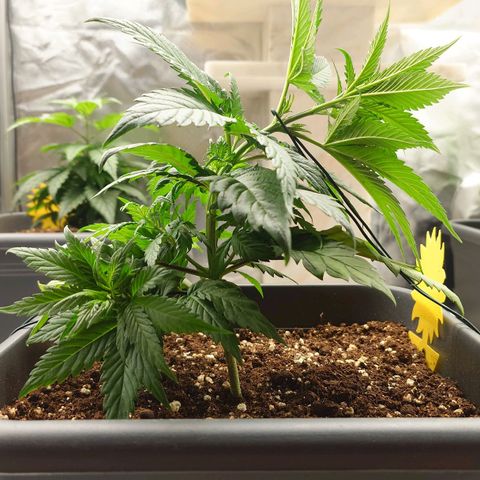 Tatanka Brothers growlog photo: Tatanka der Zweite