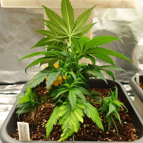 Tatanka Brothers growlog photo: Tatanka der Zweite
