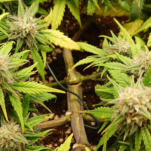 Gorilla Glue Auto growlog timeline photo