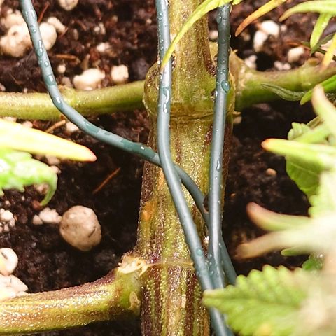 Gorilla Glue Auto growlog timeline photo