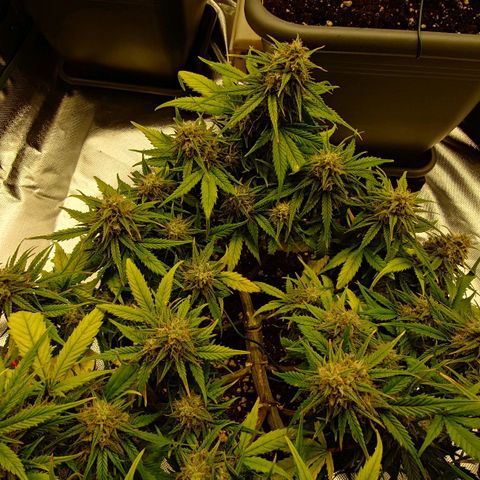 Gorilla Glue Auto growlog timeline photo