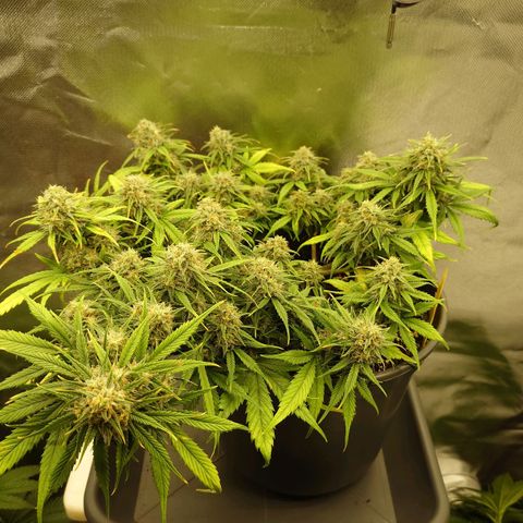 Gorilla Glue Auto growlog timeline photo