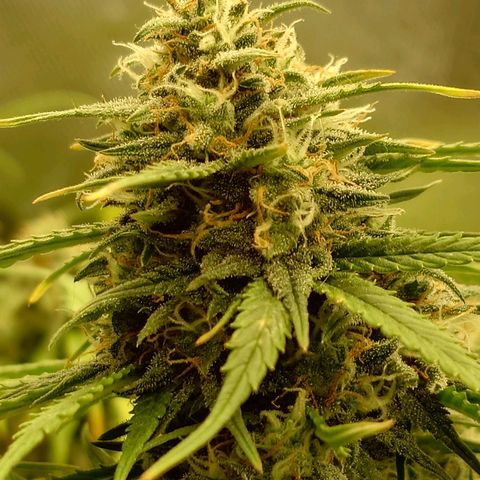 Gorilla Glue Auto growlog timeline photo