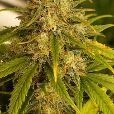 Gorilla Glue Auto growlog timeline photo