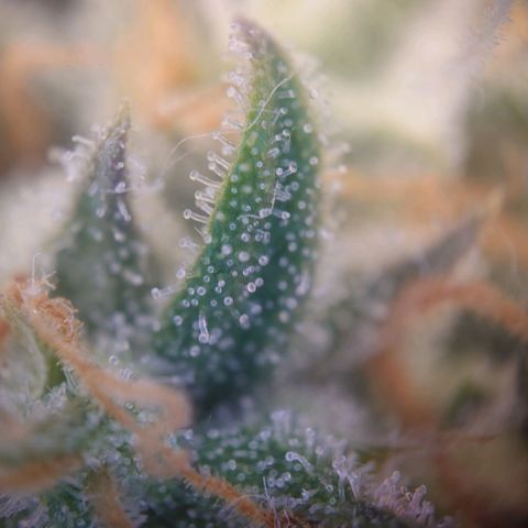 Gorilla Glue Auto growlog timeline photo