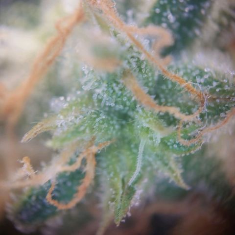 Gorilla Glue Auto growlog timeline photo