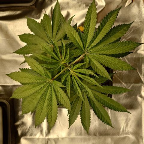 Northern Lights growlog timeline photo