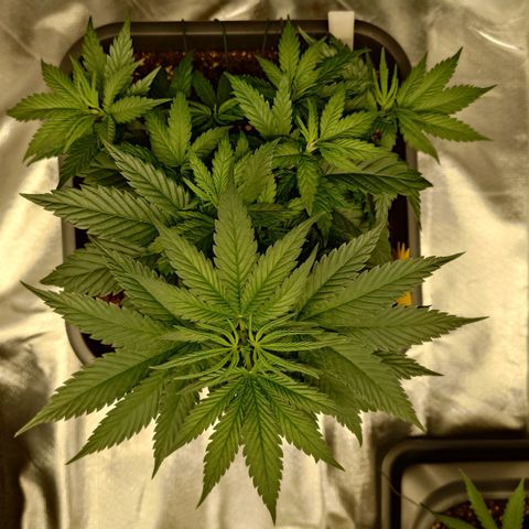 Tatanka Brothers growlog photo: Die Tatanka #2 weiter am Trainern, von den Seitentrieben alle Blätter entfernt, die im Schatten waren.