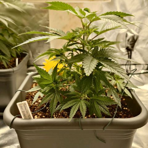 Tatanka Brothers growlog photo: Tatanka #1 guckt weiter vor sich hin.