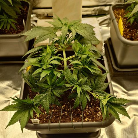 Tatanka Brothers growlog timeline photo