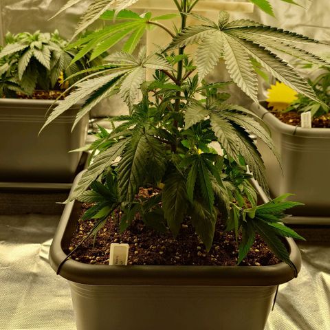 Northern Lights growlog timeline photo