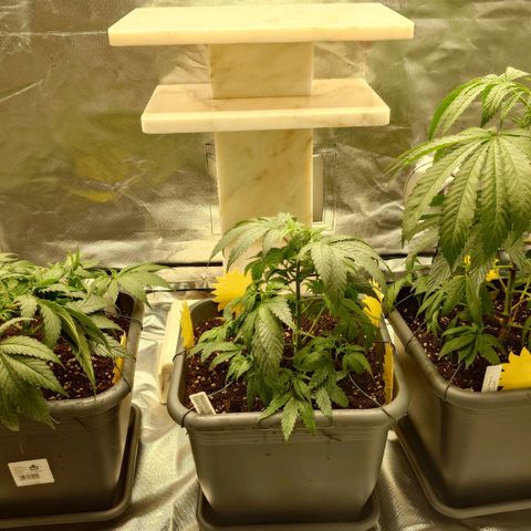 Tatanka Brothers growlog photo: Gesprüht und getrocknet.