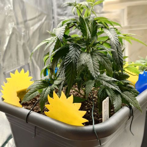 Tatanka Brothers growlog timeline photo