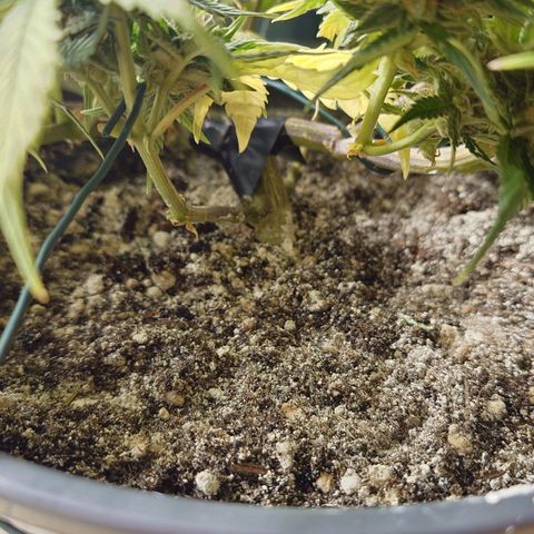 Tatanka Brothers growlog timeline photo