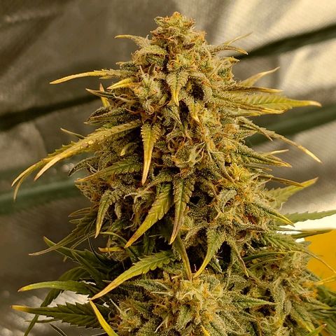 Gorilla Glue Auto growlog timeline photo