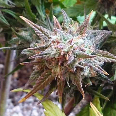Gorilla Glue Auto growlog timeline photo
