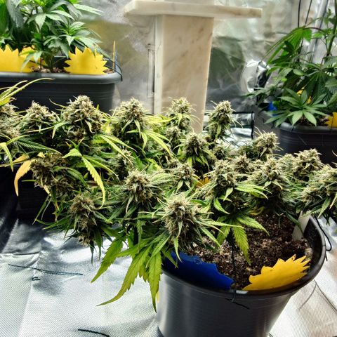 Gorilla Glue Auto growlog timeline photo