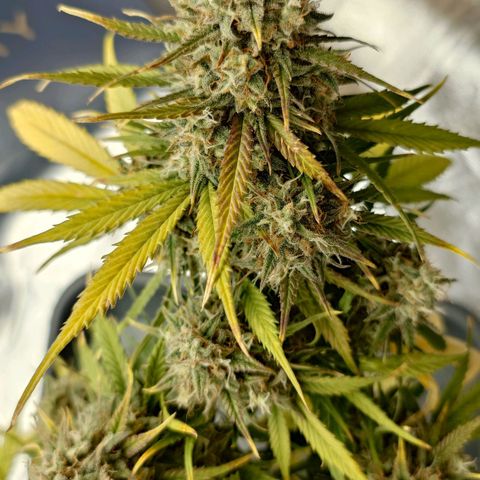 Gorilla Glue Auto growlog timeline photo