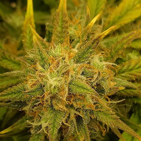 Gorilla Glue Auto growlog timeline photo