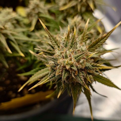 Gorilla Glue Auto growlog timeline photo