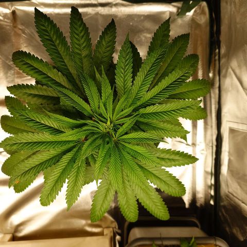 Northern Lights growlog timeline photo