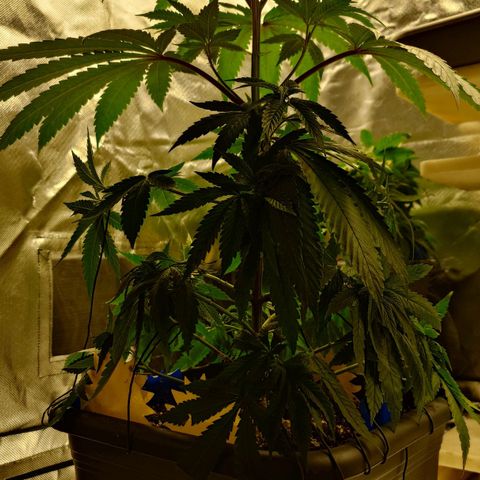 Northern Lights growlog timeline photo