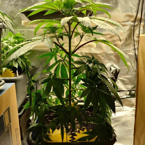 Northern Lights growlog timeline photo