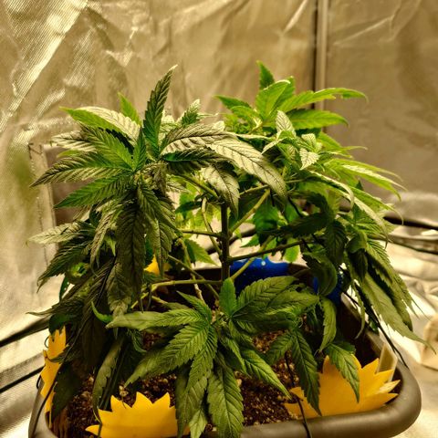 Tatanka Brothers growlog timeline photo