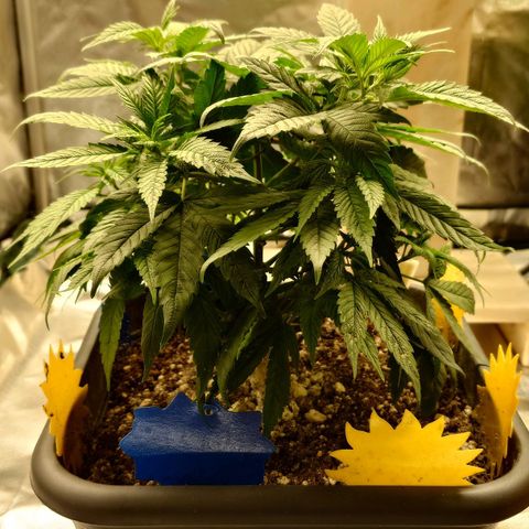 Tatanka Brothers growlog timeline photo