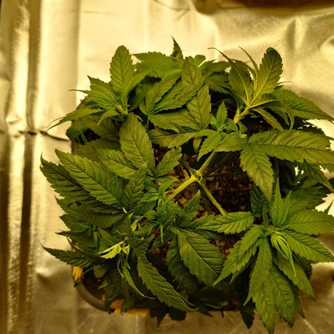 Tatanka Brothers growlog timeline photo