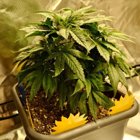 Tatanka Brothers growlog timeline photo