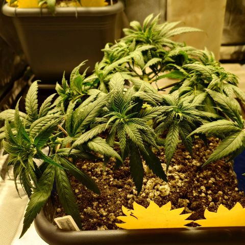 Tatanka Brothers growlog timeline photo