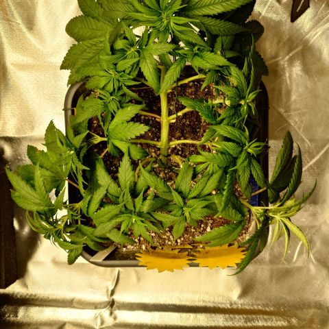 Tatanka Brothers growlog timeline photo