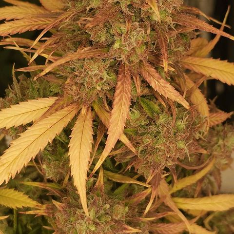 Gorilla Glue Auto growlog timeline photo