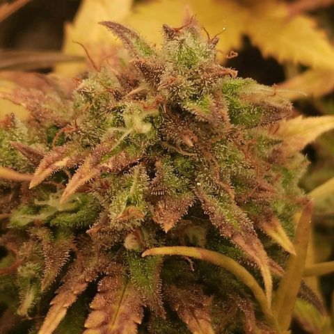Gorilla Glue Auto growlog timeline photo