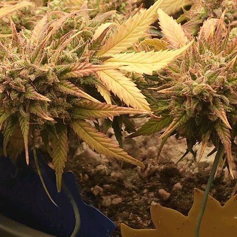 Gorilla Glue Auto growlog timeline photo