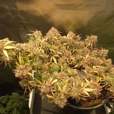 Gorilla Glue Auto growlog timeline photo