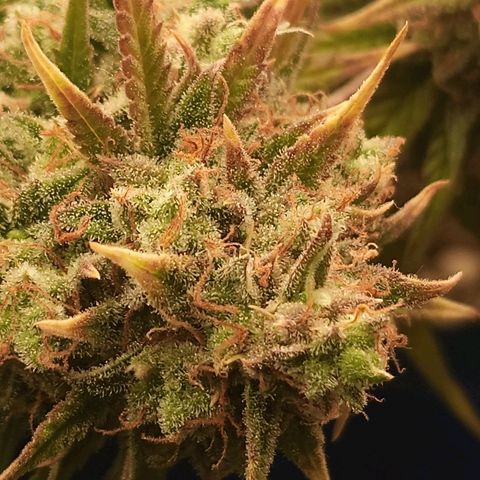 Gorilla Glue Auto growlog timeline photo