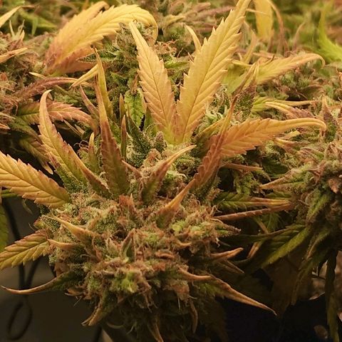 Gorilla Glue Auto growlog timeline photo