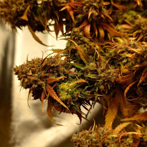 Gorilla Glue Auto growlog timeline photo