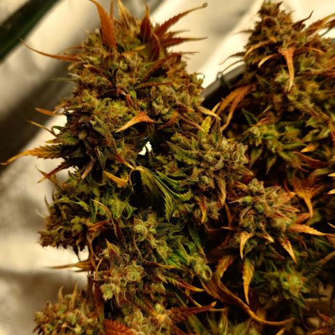 Gorilla Glue Auto growlog timeline photo