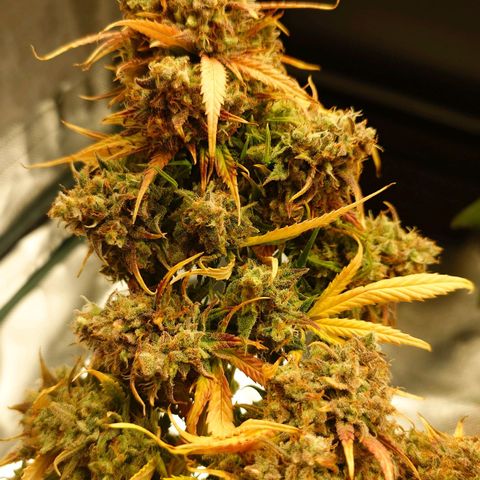 Gorilla Glue Auto growlog timeline photo