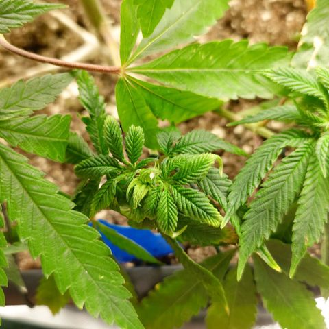 Northern Lights growlog timeline photo