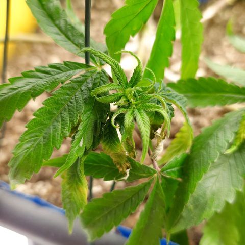 Northern Lights growlog timeline photo