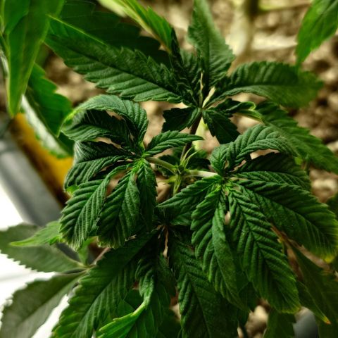 Northern Lights growlog timeline photo